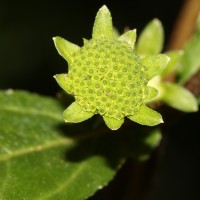 Eclipta prostrata (L.) L.